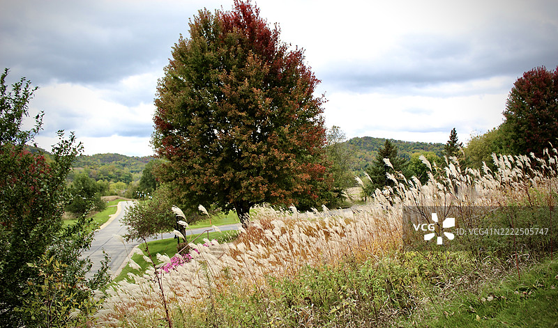 田野上盛开的花卉与天空的美丽景色，威斯康星州普雷里杜申，美国图片素材