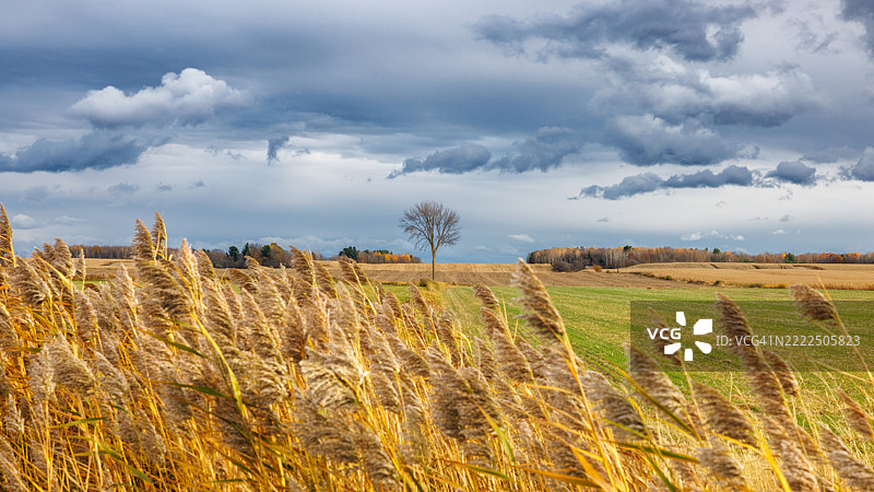 加拿大尚布利的天空下田野的美丽景色图片素材