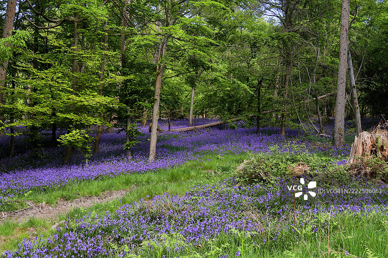 英国阿默舍姆花园中的开花植物景观图片素材