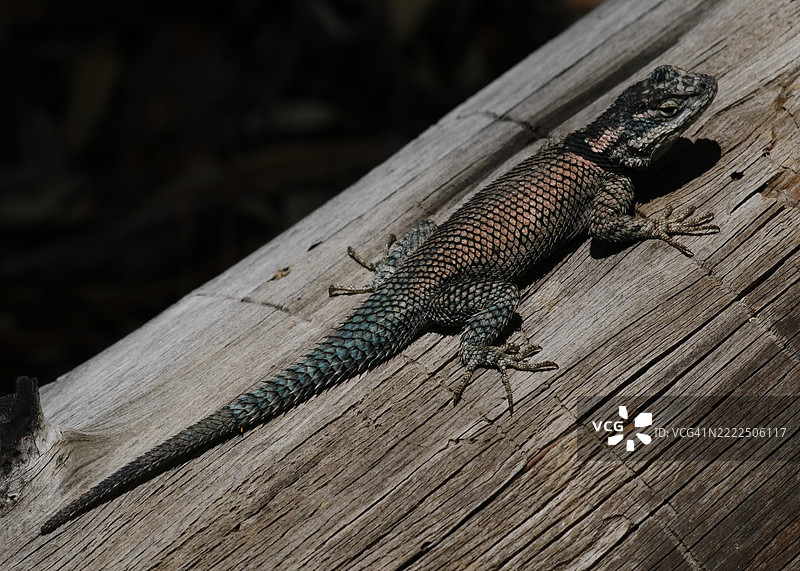 木头上的熔岩蜥蜴特写，赫尔福德，亚利桑那州，美国图片素材