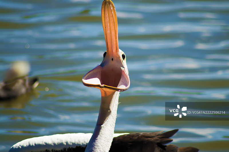 在澳大利亚维多利亚州阿拉拉特湖中游泳的天鹅特写镜头图片素材