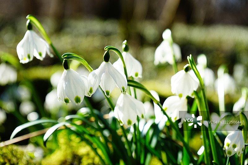 白色开花植物的特写，位于墨西哥科阿韦拉州萨尔蒂略的田野上图片素材