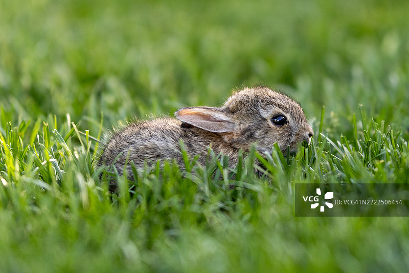 田野上兔子的特写，丹佛，科罗拉多州，美国图片素材