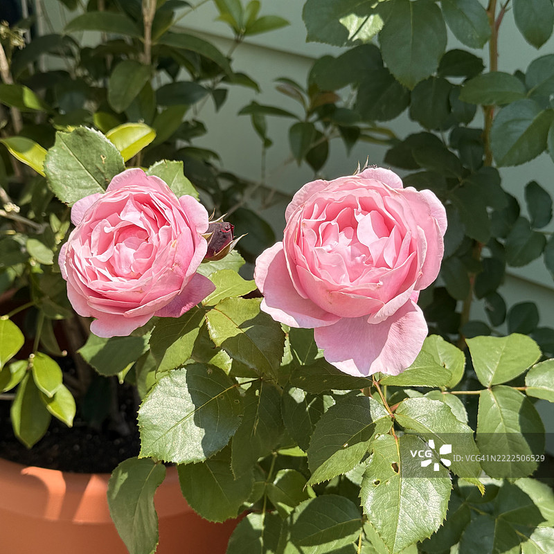 粉红色玫瑰特写，北阿灵顿，新泽西州，美国图片素材
