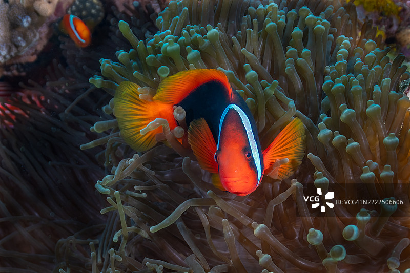 近距离拍摄的海葵小丑鱼在海中游泳，地点：日本冲绳图片素材