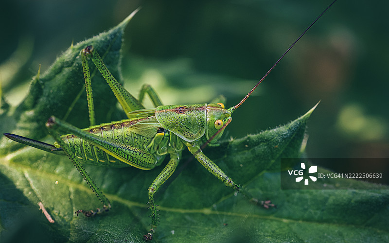 奥地利叶子上的蚂蚱特写图片素材