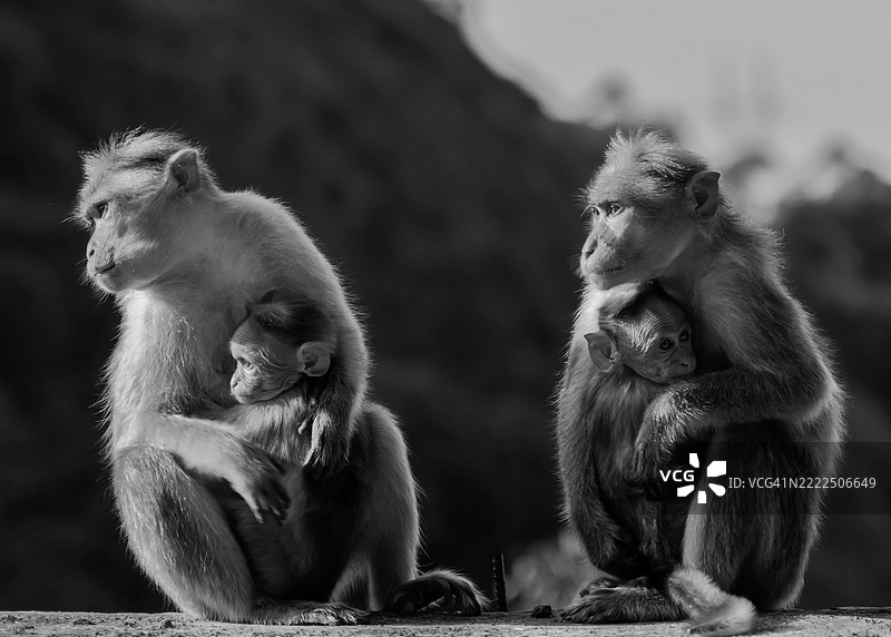 户外猴子的特写，穆纳尔，喀拉拉邦，印度图片素材