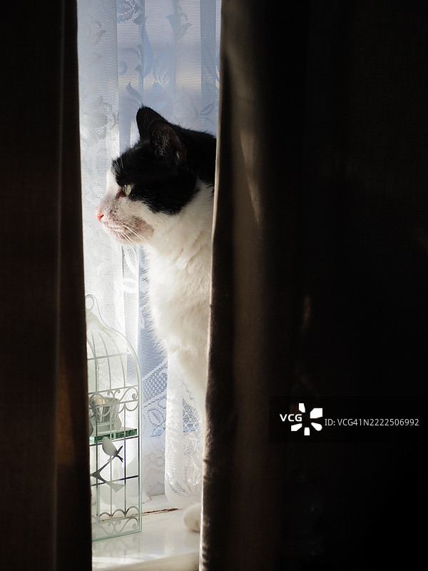 一顶美丽的黑白帽子从窗帘间探出头来图片素材