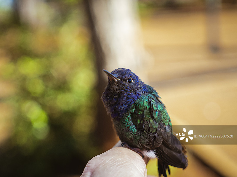 手握热带蜂鸟，波萨达斯，米西奥内斯，阿根廷图片素材