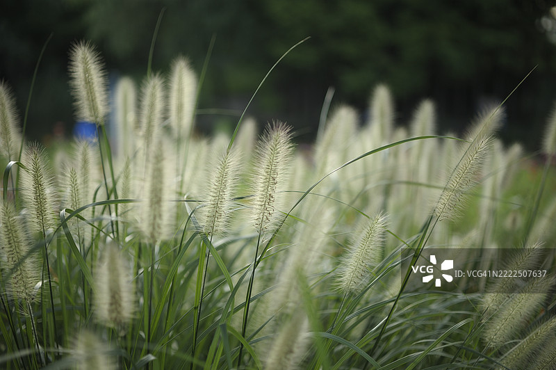 草地特写， 中国图片素材