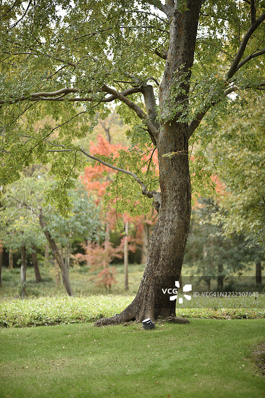 公园里的树，中国图片素材