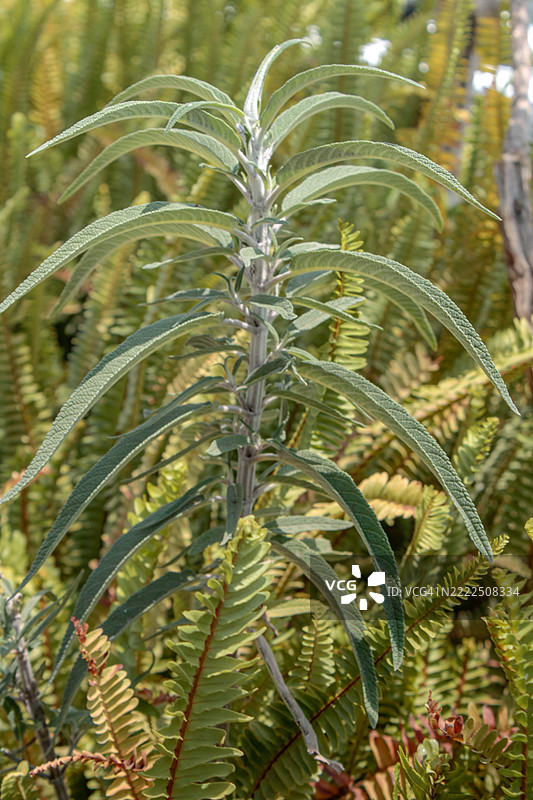 蕨类植物特写，圣米格尔德阿连德，瓜纳华托，墨西哥图片素材