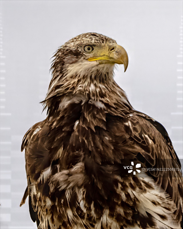 美国科罗拉多州的秃头鹰特写镜头图片素材