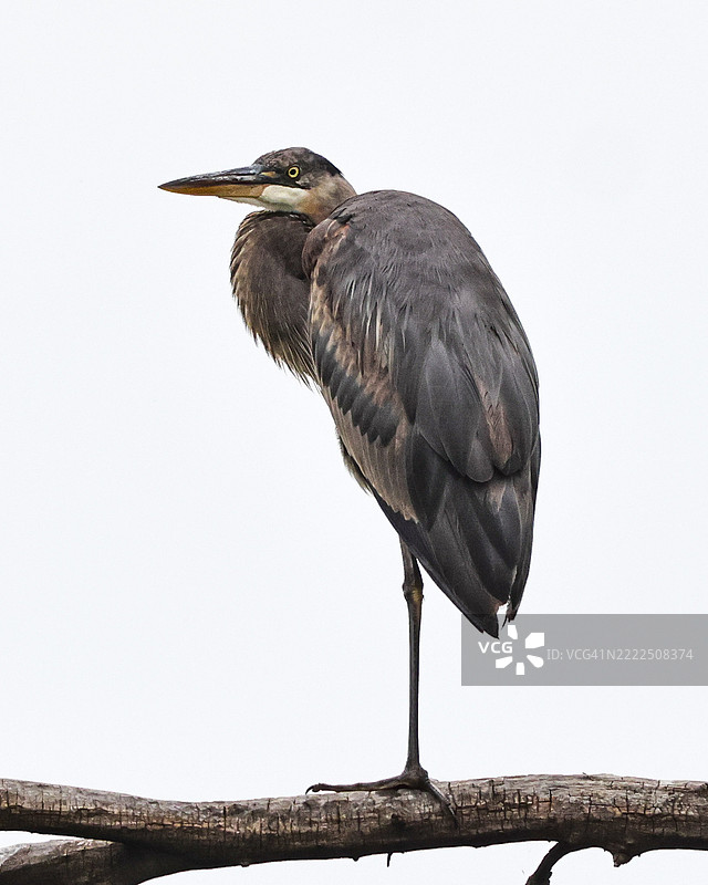 在清澈的天空下，苍鹭栖息在树枝上的特写，内布拉斯加州，布莱尔，美国图片素材