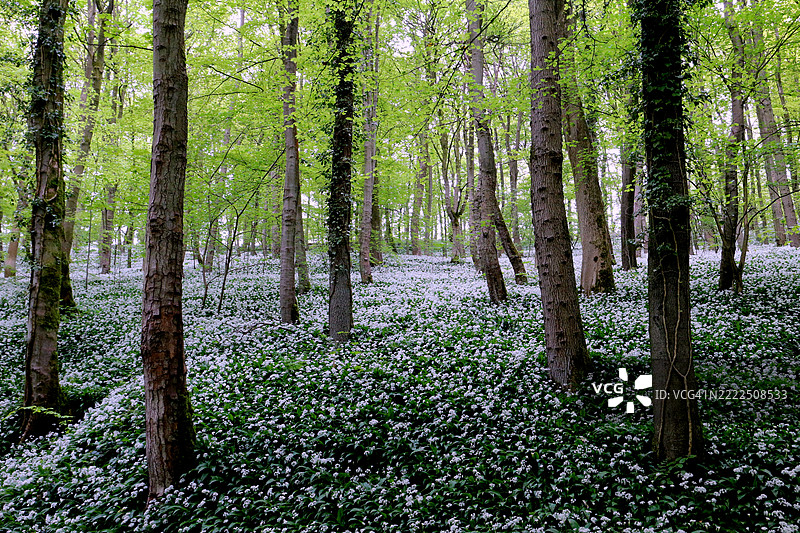 英国斯基普顿森林中的树木生长图片素材