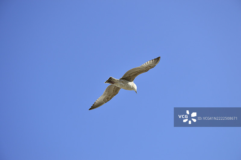 低角度视图的海鸥在晴朗的蓝天中飞翔，罗瑟，英国，英国图片素材