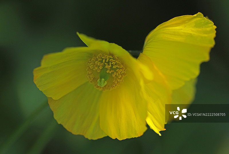 曼岛的黄色花朵特写图片素材