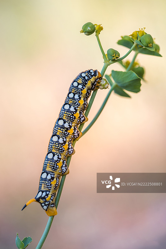 毛虫特写，巴塞罗那，加泰罗尼亚，西班牙图片素材