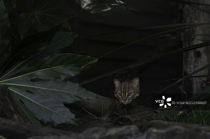 田野上生锈斑点猫的特写，阿什福德，英国图片素材