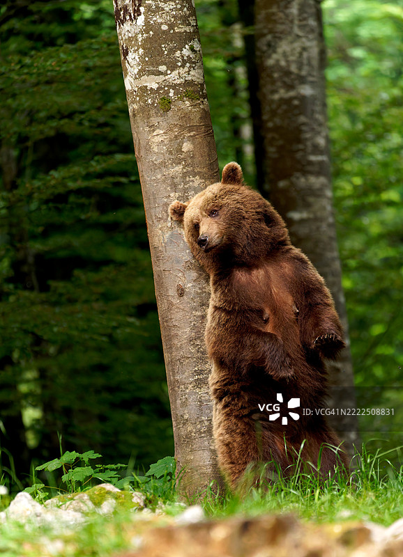 斯洛文尼亚棕色欧亚灰熊在树上的特写镜头图片素材