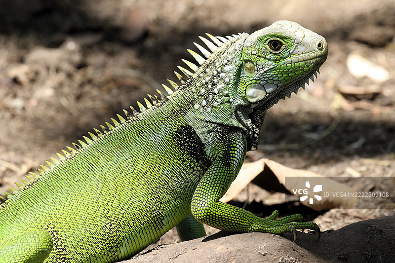 波多黎各的绿鬣蜥特写图片素材