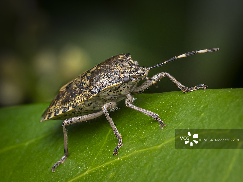 昆虫特写，法国图片素材