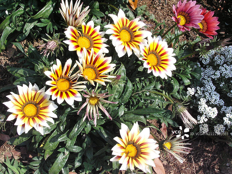 泰国盛开的植物俯视图图片素材