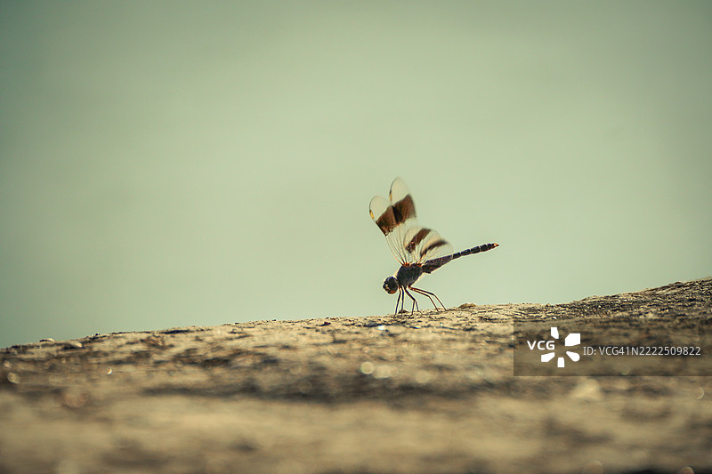 昆虫特写，西班牙塞维利亚图片素材