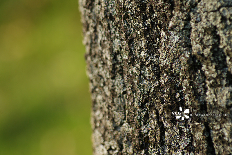 树干图案与绿色背景，德国图片素材