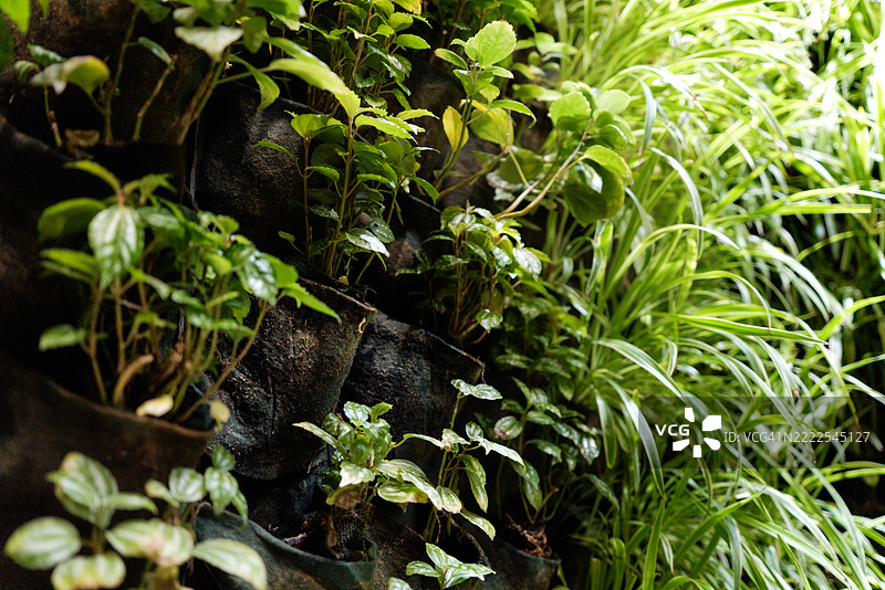 现代室内花园中的垂直植物墙，拥有多样的绿色植物，体现城市可持续性和空气净化。图片素材