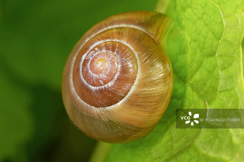 蜗牛壳在绿叶上图片素材