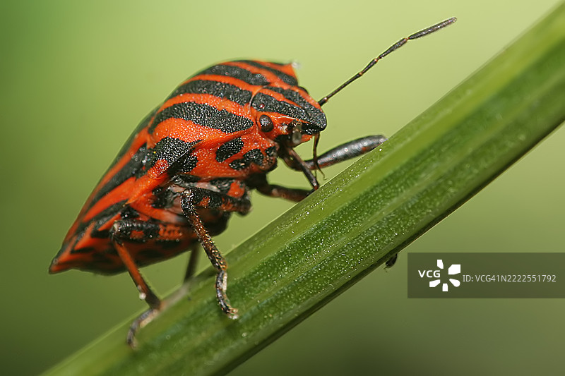 红黑相间的虫子在绿色的树枝上图片素材