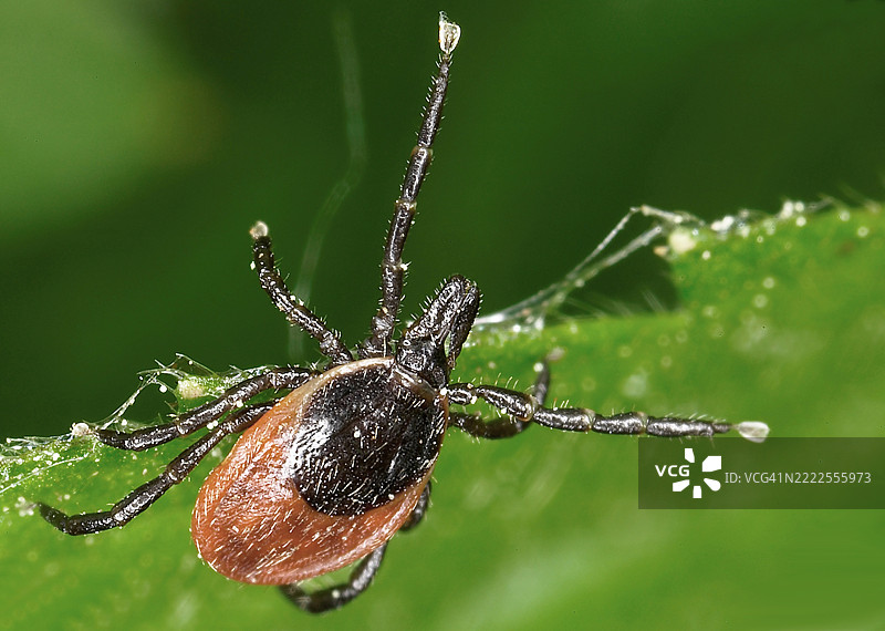 蜱虫（Ixodida）图片素材