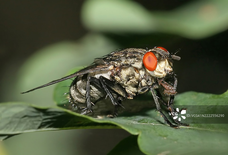 坐在绿叶上的苍蝇（短角苍蝇）图片素材