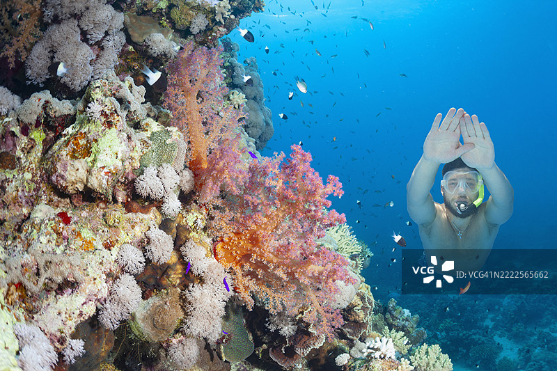 男性浮潜、自由潜水和探索，刺状海绵 - Dendronephthya sp. 软珊瑚图片素材