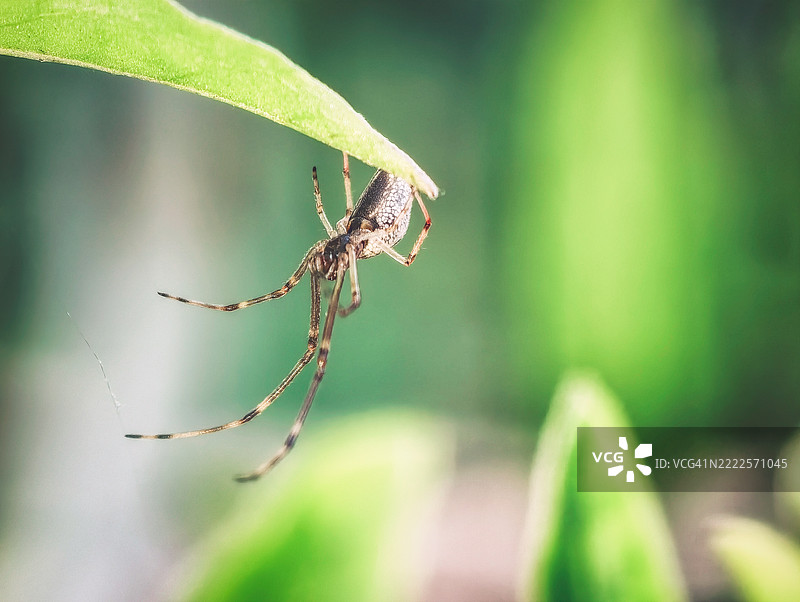 成都，四川的绿叶背景下，枝条上的蜘蛛特写照片图片素材