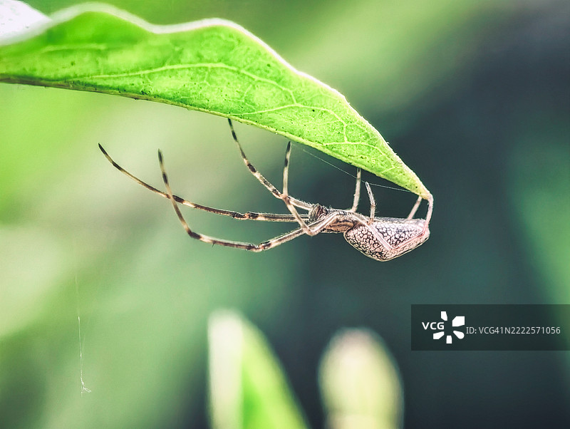 成都，四川的树枝上有一只蜘蛛的特写照片，背景是绿色的叶子。图片素材