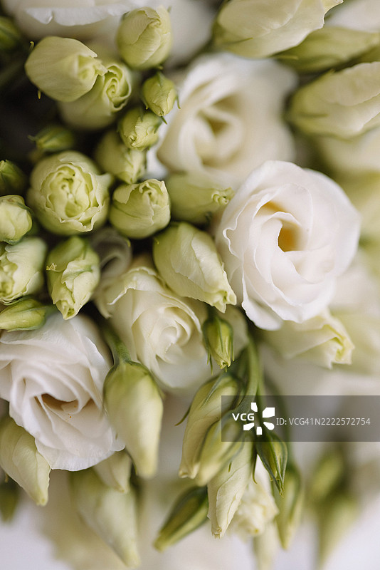 白色的洋桔梗花和花蕾特写，柔和的自然光照射下图片素材