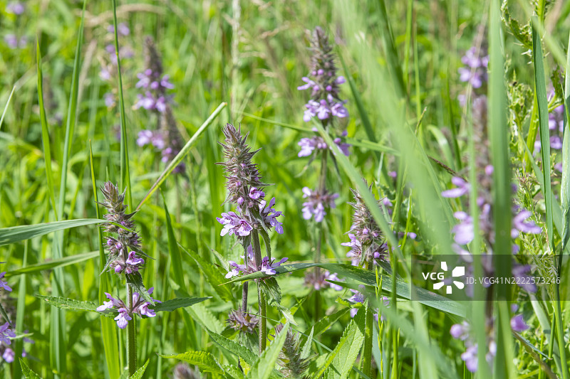 夏季开花的沼泽香荆芥或水荆芥图片素材