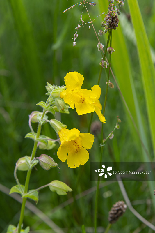 黄花报春（Mimulus Luteus）在夏季开花图片素材