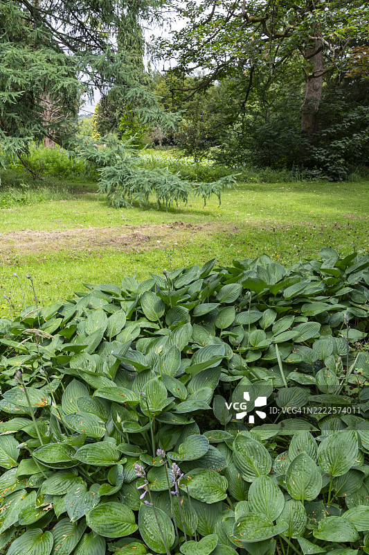 英国公园中树下的大面积绿色玉簪花种植图片素材