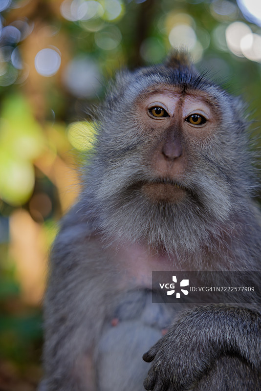 巴厘岛乌布猴子森林，印度尼西亚图片素材
