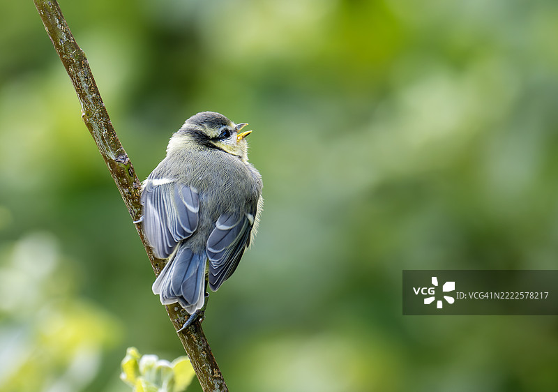 一只年轻的蓝山雀（Cyanistes caeruleus）在英国约克郡的贝姆顿悬崖。图片素材
