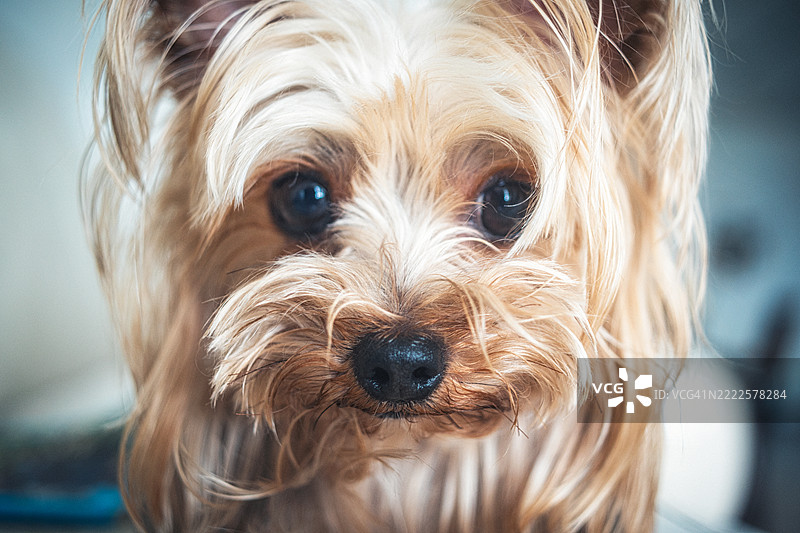 可爱的约克夏犬特写镜头图片素材