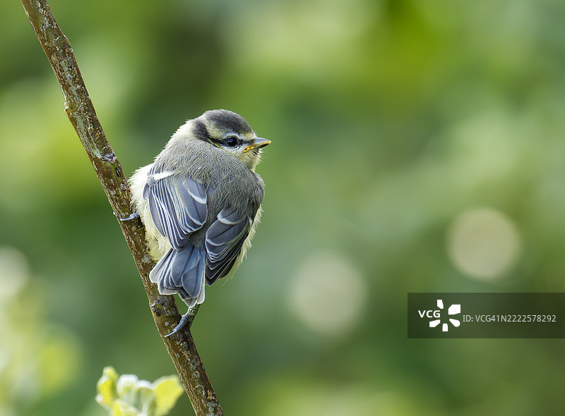 一只年轻的蓝山雀（Cyanistes caeruleus）在英国约克郡的贝姆顿悬崖。图片素材