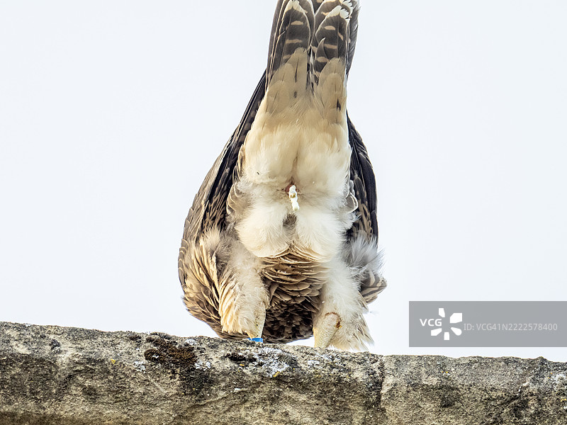 一只年轻的游隼（Falco peregrinus）正在排便，它刚刚从英国诺里奇大教堂的巢中飞出。图片素材