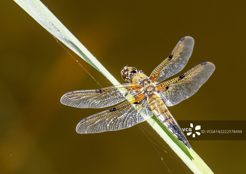 四斑蜻蜓，学名Libellula quadrimaculata，栖息于英国诺福克的诺福克沼泽。图片素材