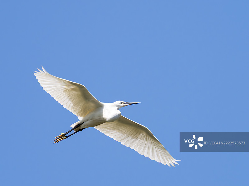 小白鹭，学名Egretta garzetta，位于英国诺福克的克莱海边。图片素材