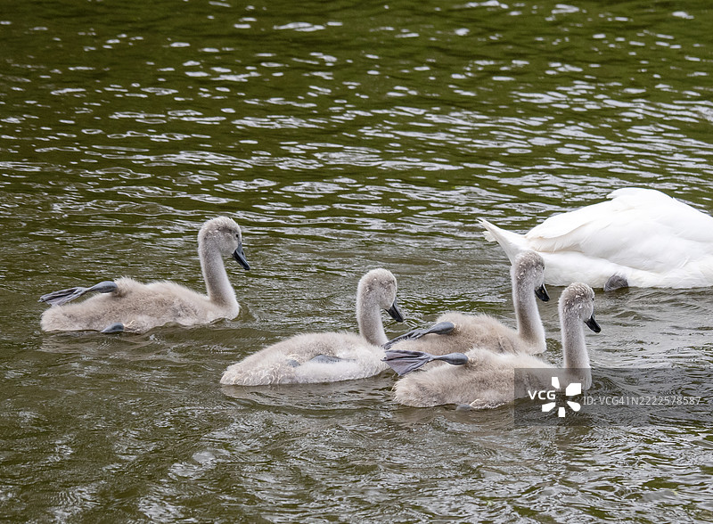 静音天鹅（Cygus olor）和小天鹅在诺福克沼泽的里德汉水域。图片素材
