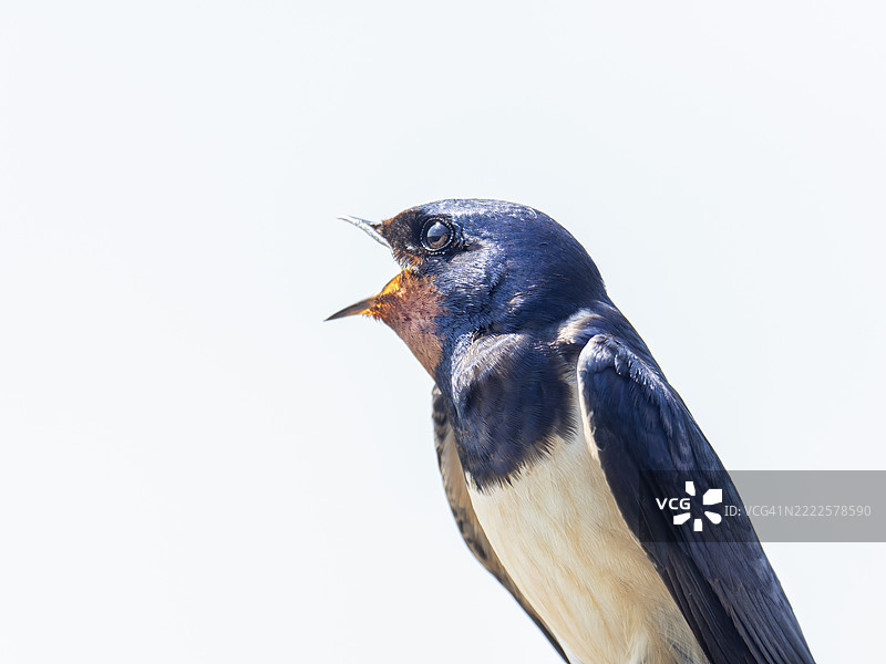 在英国诺福克的克莱下海，一只 barn swallow（家燕，Hirundo rustica）。图片素材